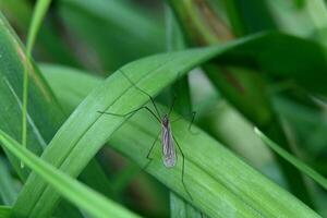 a mosquito is sitting on a leaf in the grass photo
