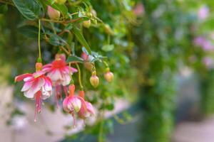 Pink flowers cascade from above, bringing a soft, romantic charm to the space. Their trailing form adds lightness and grace. photo