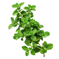Close-Up of Fresh Marjoram Herb Branches Isolated on Transparent Background png