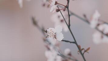Cherry Tree Twigs. Light Flowers On A Branch With Red Leaves. Flowers With Red Centers In Early Spring. video