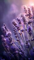 Lavender flowers in a field photo