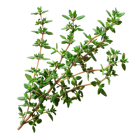 Close-Up of Organic Thyme Herb Bunches with Green Leaves Isolated on Transparent Background png
