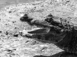 Alligator with open mouth, deitailed profile view, black and white image photo