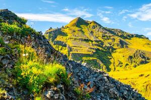 Wildflowers flourishing against a backdrop of lush green slopes at Drangshlarfjall during a sunny summer day. Skogar, Iceland photo