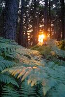 Sunlight filters through tall trees, casting a warm glow on lush bracken ferns. The vibrant colors of sunset create a serene atmosphere in the tranquil forest landscape. photo