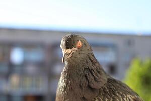 Dove closed eyes, animals in summer city, funny animals photo