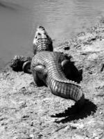 Alligator lying on a river bank in Amazonia, view from back side, black and white image photo