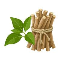 Illustration of Ashwagandha, or Withania somnifera, also known as Indian ginseng, isolated on white background. vector