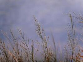 The Grass flowers flutter beside river in the wind photo