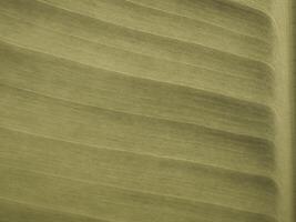 Texture on surface of banana Leaf as background photo
