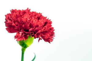 The Vivid red carnation isolated on white background photo