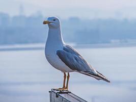 Majestic Seagull A Coastal Bird in Serenity - Stunning Avian Photography photo