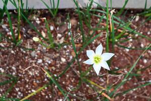Delicate white rain lily blossoming amidst green grass and pebble-strewn soil, creating a serene garden scene photo