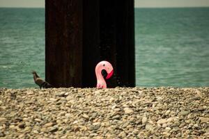 Pigeon on Pebbled Beach with Flamingo Float and Rusted Metal Structure photo