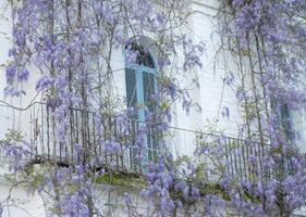 Charming White Building with Cascading Purple Wisteria in Bloom photo