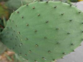 cactus leaf close up background photo