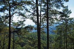 Pine landscape of rocky green mountain range view with cloudy blue sky photo