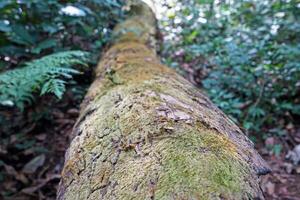 Close up green lichen covered on big tree log photo