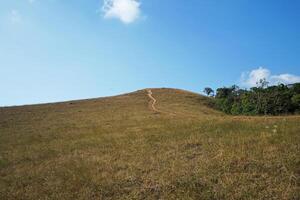Natural trail path among landscape of green forest park and cloudy blue sky photo