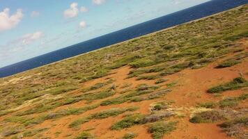 FPV Aerial view over an island in the Caribbean video