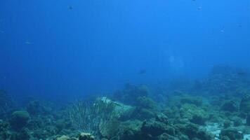 Sea Turtle is swimming in the Ocean video