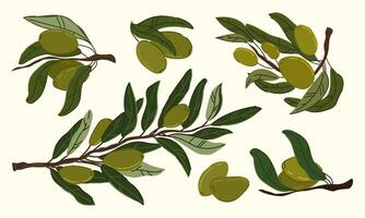 Colorful hand drawn flat Olive Branch Illustrations on Light isolated Background vector