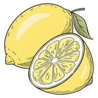 Fresh Citrus Lemon Illustrations vector