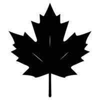 Stylized Maple Foliage Graphics vector