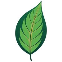 Stylized Green Leaf Images vector