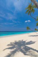 Picturesque palm trees and leaves under bright sunshine sky, romantic island beach landscape inspiring travel, relaxation, love, and tropical getaway vibes photo