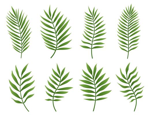 Exotic palm tree leaf set isolated on white background. Palm or coconut tropical leaves collection