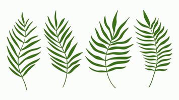 Set of palm tree green leaves isolated on white background. Palm or coconut tropical leaves collection vector