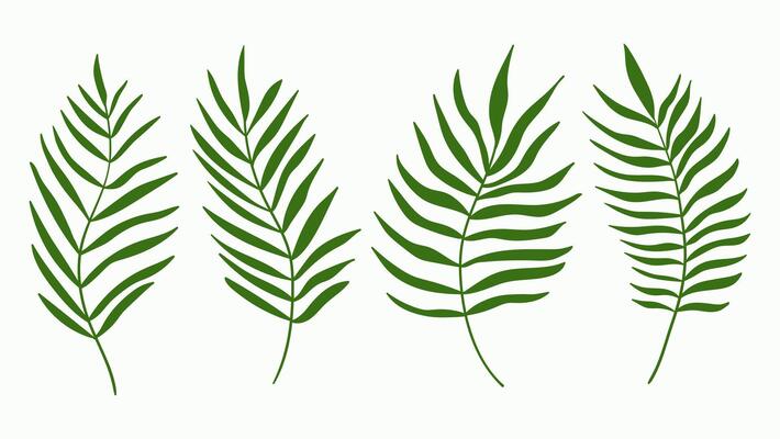 Set of palm tree green leaves isolated on white background. Palm or coconut tropical leaves collection