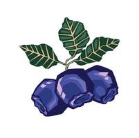 Blueberry berries hand drawing color vector