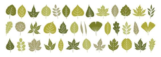 Big set of diverse spring leaves in green colors. Summer background, foliage of maple, birch, oak, poplar, acacia, ginkgo, and others isolated on white. Silhouette textured icons, illustration vector