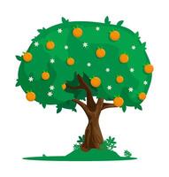 Cartoon orange tree with citrus fruits. Harvesting exotic fruits. Flat image isolated on white background vector