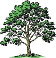 Ash Tree with Detailed Leaves and Tall Trunk in Natural Forest Setting Available on EPS File vector