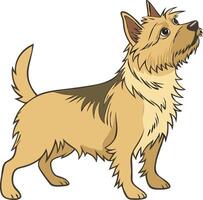 Australian Terrier Dog with Alert Expression Available on EPS File vector