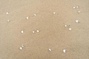 Textured Background of Shells in Fine Sand photo