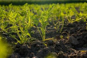 Carrots thrive in rich soil, stretching their green leaves upward in a well-maintained garden on a sunny day photo