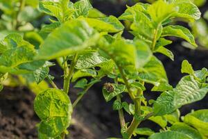 A striped beetle is seen on a potato plant, showcasing the pest's presence among the green leaves in a field photo
