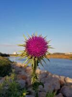 Wildflower in a Straight-On View with Delicate Petals, a Blurred Background, and Natural Lighting. Thistle flower in full bloom photo