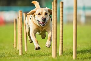 A dog is jumping over a set of poles photo