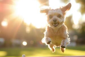 A dog jumping over a hurdle in the sun photo