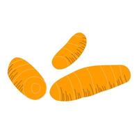 Turmeric Root Yellow Spice Illustration vector
