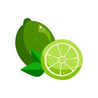 Lime isolated on white background. vector