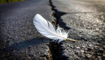 Feather On Cracked Asphalt photo