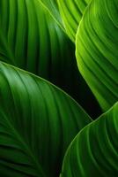 Lush tropical foliage, vibrant green leaves cascading in a mesmerizing display of natural beauty. photo