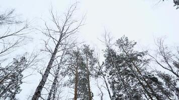 View from below of beautiful trees in winter forest on cloudy day. Media. Beautiful tree trunks with bare crowns on snowy winter day. Winter forest with trees in snow video