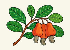 Cashew nuts on branch. isolated illustration vector